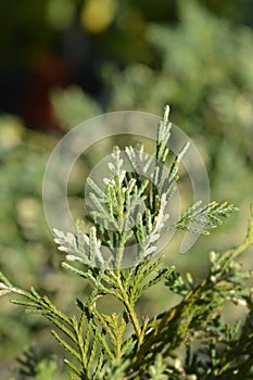 Variegated Leyland cypress