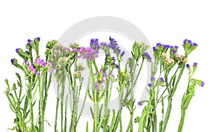 Variegated limonium flowers, also known as sea-lavender, statice, caspia. Isolated on the white background. Copy space.