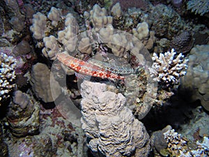 A Variegated Lizardfish Synodus variegatus