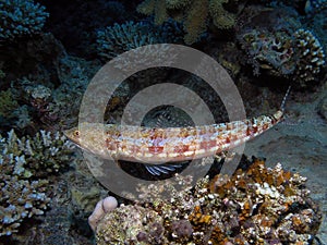 Variegated Lizardfish Synodus variegatus in the Red Sea