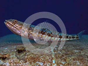 Variegated Lizardfish Synodus variegatus in the Red Sea