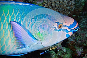Variegated makeup of parrot fish, Maldives