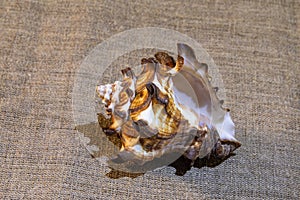 Variegated medium - sized seashell on canvas