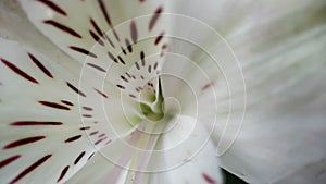 Variegated middle of white alstroemeria flower close up