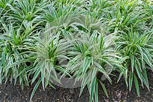 Variegated mondo grass