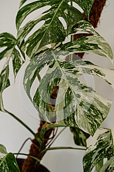 Variegated monstera albo borsigiana photo