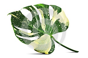 Variegated monstera leaf on white background with clipping path