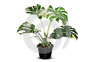 Variegated Monstera plant, in black pot on white background with clipping path