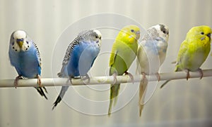 Variegated multi-colored budgerigars