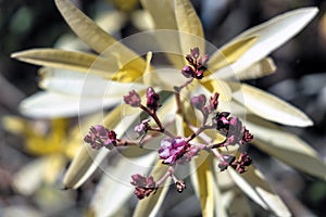 Variegated Oleander Flower Buds Open