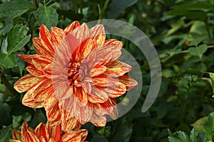 Variegated orange Dahlia flower