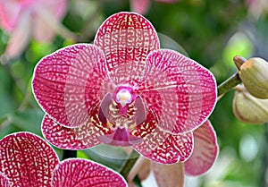 Variegated Orchid