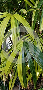Variegated Palm Fronds at the Casa del Prado Historic Architecture in Balboa Park San Diego California
