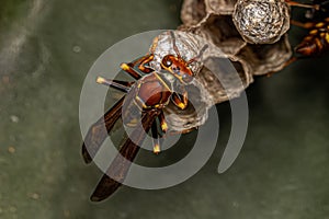 Variegated Paper Wasp