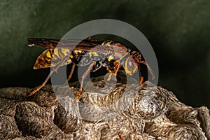 Variegated Paper Wasp