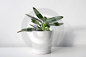 Variegated philodendron houseplant on a white background.