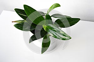 Variegated philodendron houseplant on a white background.