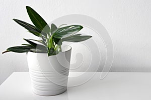 Variegated philodendron houseplant on a white background.