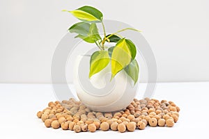 Variegated philodendron plant in white ceramic pot on white isolated background