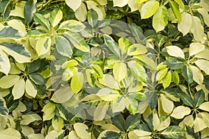 The variegated of pigmentation on Dwarf Umbrella plant`s leafs, know as Octopus tree, botanical name is Schefflera arboricola