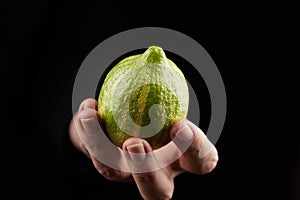 Variegated pink lemon or pink-fleshed Eureka lemon with striped rind, fresh citrus fruit in female hand on black background