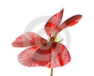 Variegated pink and red geranium