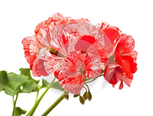 Variegated pink and red geranium
