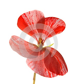 Variegated pink and red geranium