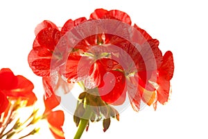 Variegated pink and red geranium