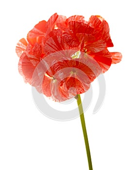 Variegated pink and red geranium