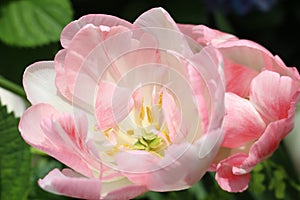 Variegated Pink Tulips