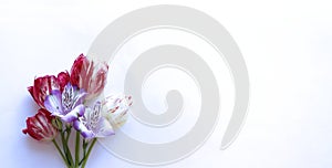 Variegated pink tulips and lilac astromeria on a white background. photo