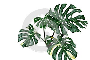 Variegated plant leaves of monstera or split-leaf philodendron