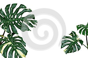 Variegated plant leaves nature background of monstera or split-leaf philodendron (Monstera deliciosa) the tropical foliage exotic