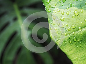 Variegated plants leafe after rain