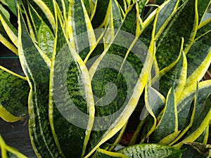 Sansevieria trifasciata 'Futura Superba' photo