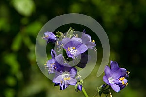 Variegated Polemonium reptans `Stairway to Heaven