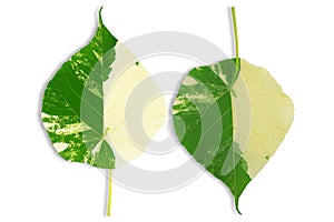 Variegated Pterospermum acerifolium willd leaf on white background with clipping path