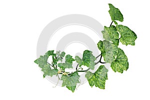 Variegated pumpkin leaves hanging vine plant with flowers and tendrils isolated on white background, clipping path included