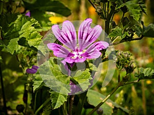 Variegated purple patterns in a wildflower blooming in Crete photo
