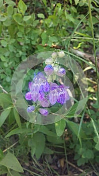 Variegated Purple Penstamon Flower Macro