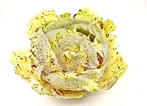 Variegated radicchio, a type of leaf chicory yellowish green with red dots, on white background.