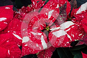 Variegated red and white poinsettia flowers in full bloom, Christmas flowers, as a holiday background photo