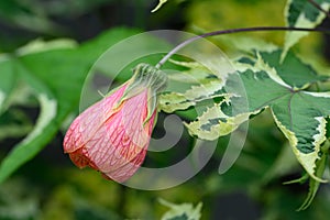 Variegated redvein Abutilon pictum Souvenir de Bonn, budding flower