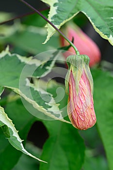 Variegated redvein Abutilon pictum Souvenir de Bonn, a budding flower