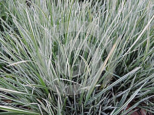 Variegated ryegrass bush in spring