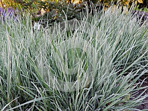 Variegated ryegrass bush in spring photo