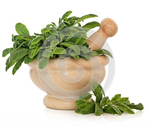 Variegated Sage Herb