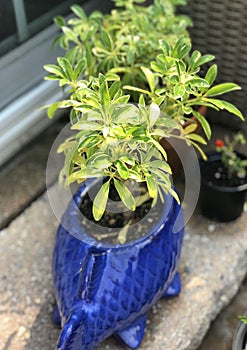 Variegated schefflera In koi fish pot