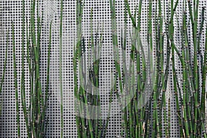 The variegated scorching rush or horsetail, Equiestum variegated.